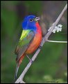 _2SB9381 painted bunting
